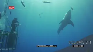 Great White Shark with divers in a shark cage UW HAND