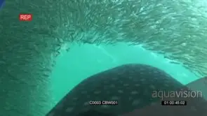 Whale Shark feeding on small sardines UW