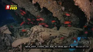 The remains of rifles, in the hold of the Thistlegorm shipwreck with a school of.