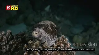 A Close Up of a Puffer Fish, Arothon sp looking directly at the camera with its beaked.