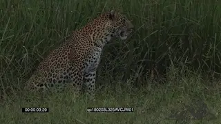 Leopard Laying Down Stalking in Reeds GENERAL BEHAVIOUR