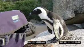 African Penguins at Boulders Beach