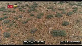 Aerial Drone over bushveld Giraffe herd general behaviour