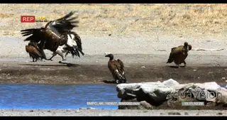 Tracking shot of a white-backed vulture that is soaked from its wash in the water and.