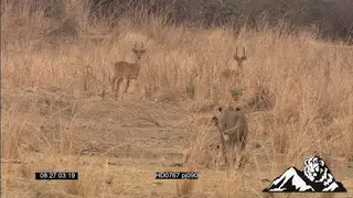 Lioness walking in tall dry grass stalking and hunting Puku herd Pan to Puku herd.