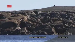 Polar bear scouting around walking up boulders from ocean away from camera