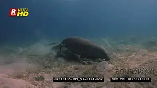 Close up front view shot of a dugong eating