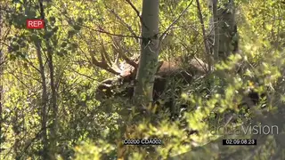 Male Moose standing and grazing around trees GREEN GOOD LIGHT