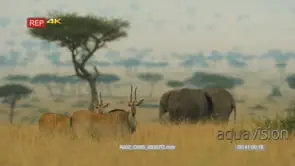 Two elands standing inside grass looking at camera two elephants grazing in the background
