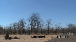 SCENIC of bare trees Luangwa national park landscape SEMI DRY MWS PAN