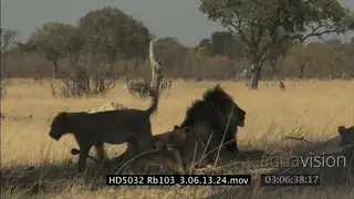 African Lion adult male walks towards others laying down under tree and the lioness.