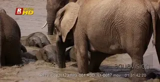 Four African Elephants calves swimming in the muddy water under supervision of adults.