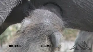 Warthog piglets [2] suckling on mom MCU