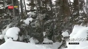 Polar bear three months old cubs climbing and playing between trees on tundra