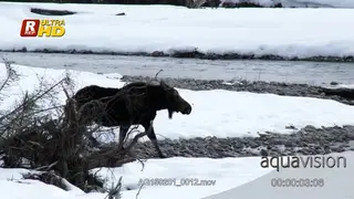 Adult Moose walking in snow, running while crossing and looking around. MWS;PAN. Daytime.