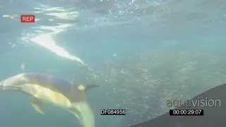 Cape Fur seals Common Dolphins Cape Gannets diving in feeding off Sardine bait ball.