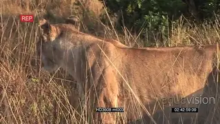 Lioness stalking hunting on savannah grassland AmCam