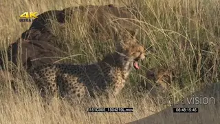 Cheetah mother with young cubs on dry Savannah