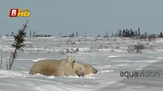 Adult female Polar Bear laying down, sleeping and her cubs digging, playing around.