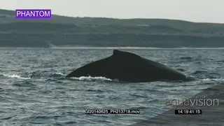 Humpback whales diving down, whale fluke PROFILE WS