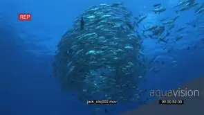 School of Giant Kingfish with Black Triggerfishes swimming in a circle underwater in.