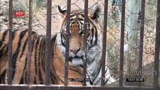 Endangered Tiger in captivity