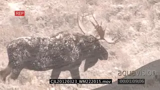 Moose herd waking on prairie during snowfall LS MLS ZI ZO PAN