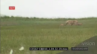 Adult wolf standing and puppies coming running to her and playing around LWS GREEN HAND