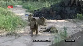 Four Lion males laying on dirt road MWS ZOOM MS