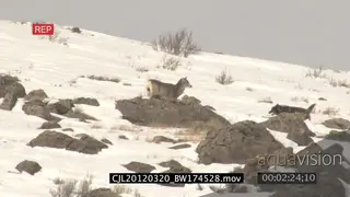 Elk Antelope being hunted by Gray Wolf and wolf running around elk WS PAN