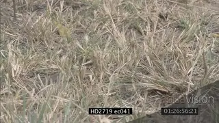 Mozambique Spitting Cobra crawling through grass ZO MLS PAN