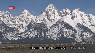 Elk herd migrating walking in prairie with snowy mountains in background XWS