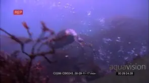 Adult Sea Otter digging on the sea floor trying to locate preys using its forelegs paws.