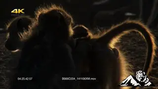 Chacma Baboon grooming a juvenile during golden hour.