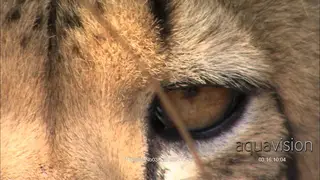 Extreme Close Up of a Cheetah eye.