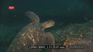Green Sea Turtle swimming near ocean bottom with lots of boulders FF