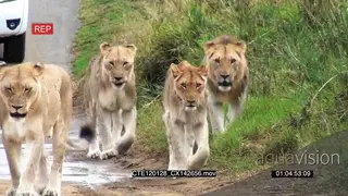 Lion pride walking towards camera