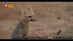 Close up shot of a juvenile cape fox's upper body nervously ducking when it hears a sound