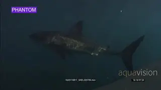 Large Great White Sharks [2] underwater SLOW UW PROFILE