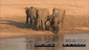 Scenic Herd of Elephants and hippo at the Luangwa River