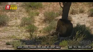 Male lion with black mane yawning, resting in the shade