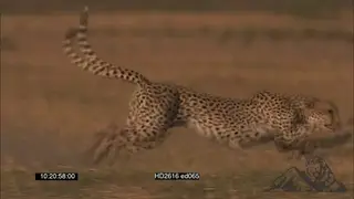 Cheetah attack warthog piglets, Mother defends and attacks Cheetah chasing it away MS