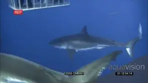 Great White Shark approaching, Two (2) sharks swimming towards shark cage AmCam UW