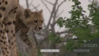 Young Cheetah cub walking past other cubs and mother standing seems to be hunting