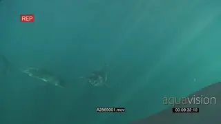 A pair of Great white shark gently swimming underwater in ocean then turning and passing.