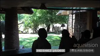 Guests looking as African elephants graze in Mfuwe lodge courtyard