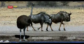 Female Ostrich scoops up water with its beak while wildebeest walking pass behind GENERAL.