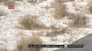 Male bighorn sheep displaying and fighting on snow covered prairie LS PAN