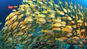 A large school of bluelined snapper fish, Lutjanus kasmira swirl in the ocean