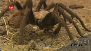 Baboon tarantula spider feeding on a prey SCENIC GOOD LIGHT
